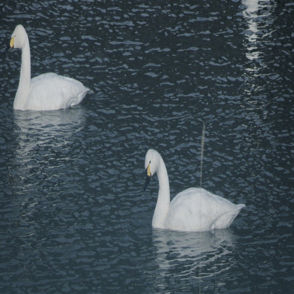 池に白鳥を撮りに行こう｜fueda218