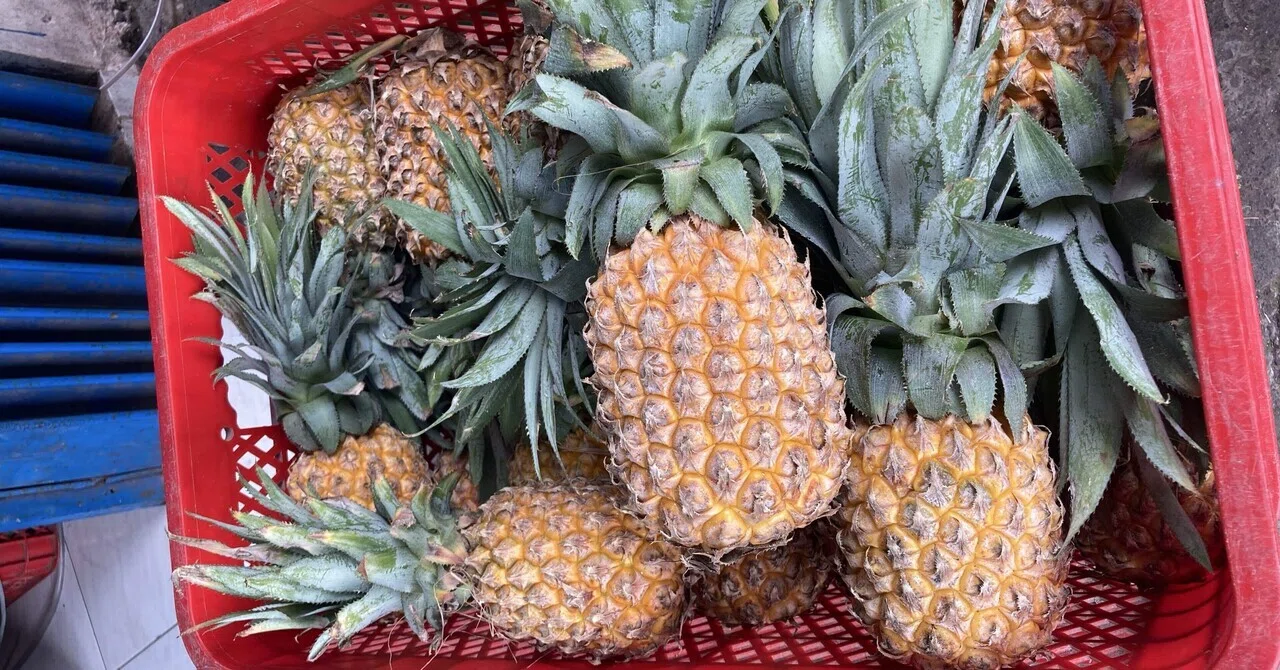 🍍 水曜朝のフルーツ便 #27 パイナップル|バリ島の知らなくていいコト 🍍 水曜朝のフルーツ便 #27 パイナップル|バリ島の知らなくていいコト