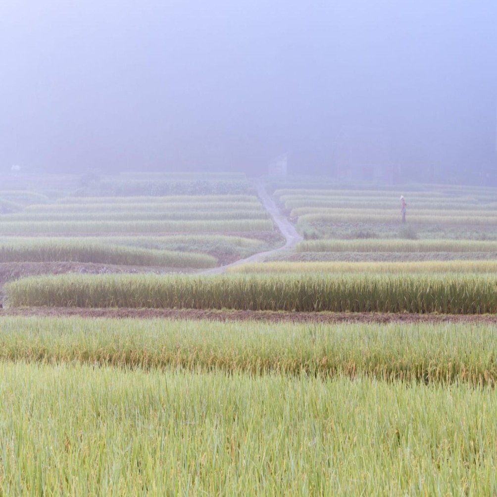 ‼️‼️農林土壌学 川村一水著 昭和40 年発行　養賢堂発行 農林土壌学 川村一水著 昭和40 年発行 養賢堂発行 2025