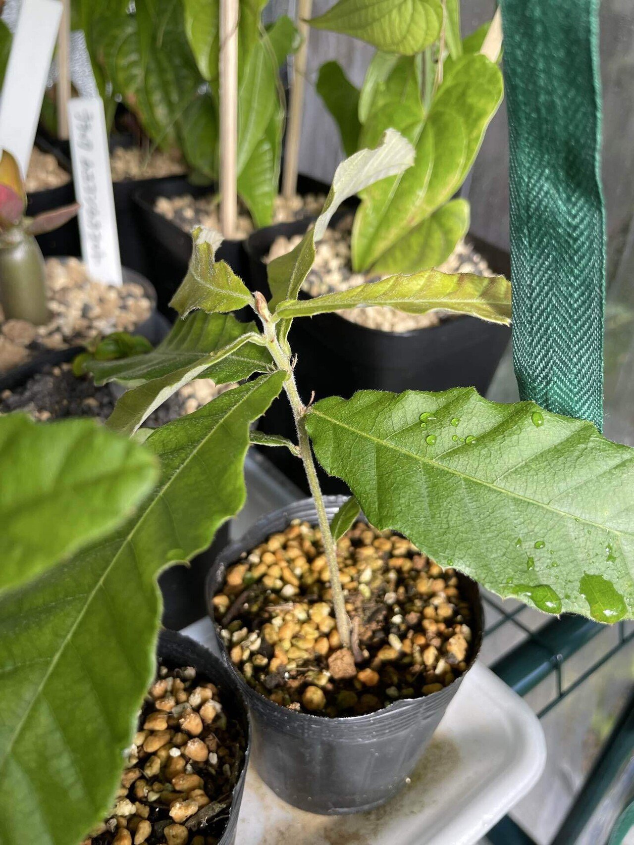 どんぐりのその後｜どんぐりって食べれるの？｜ゆーすけの園芸日誌