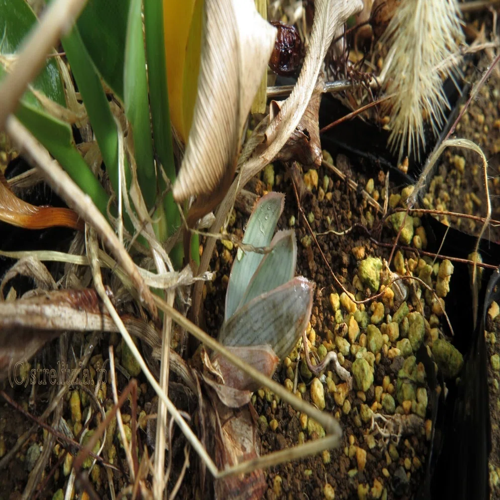 アロエの溢れ種実生｜極楽鳥花植物園