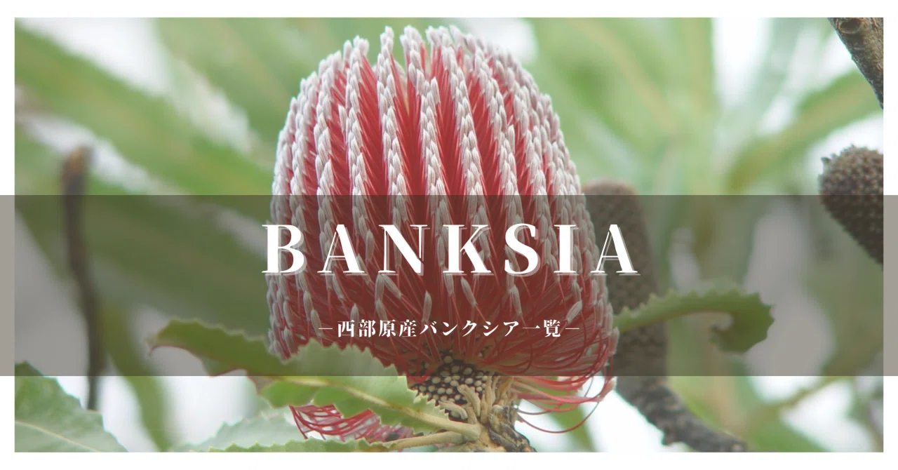 YNバンクシア種子12品種120粒 保全版】バンクシア品種一覧 西部原産ver.｜G⁺