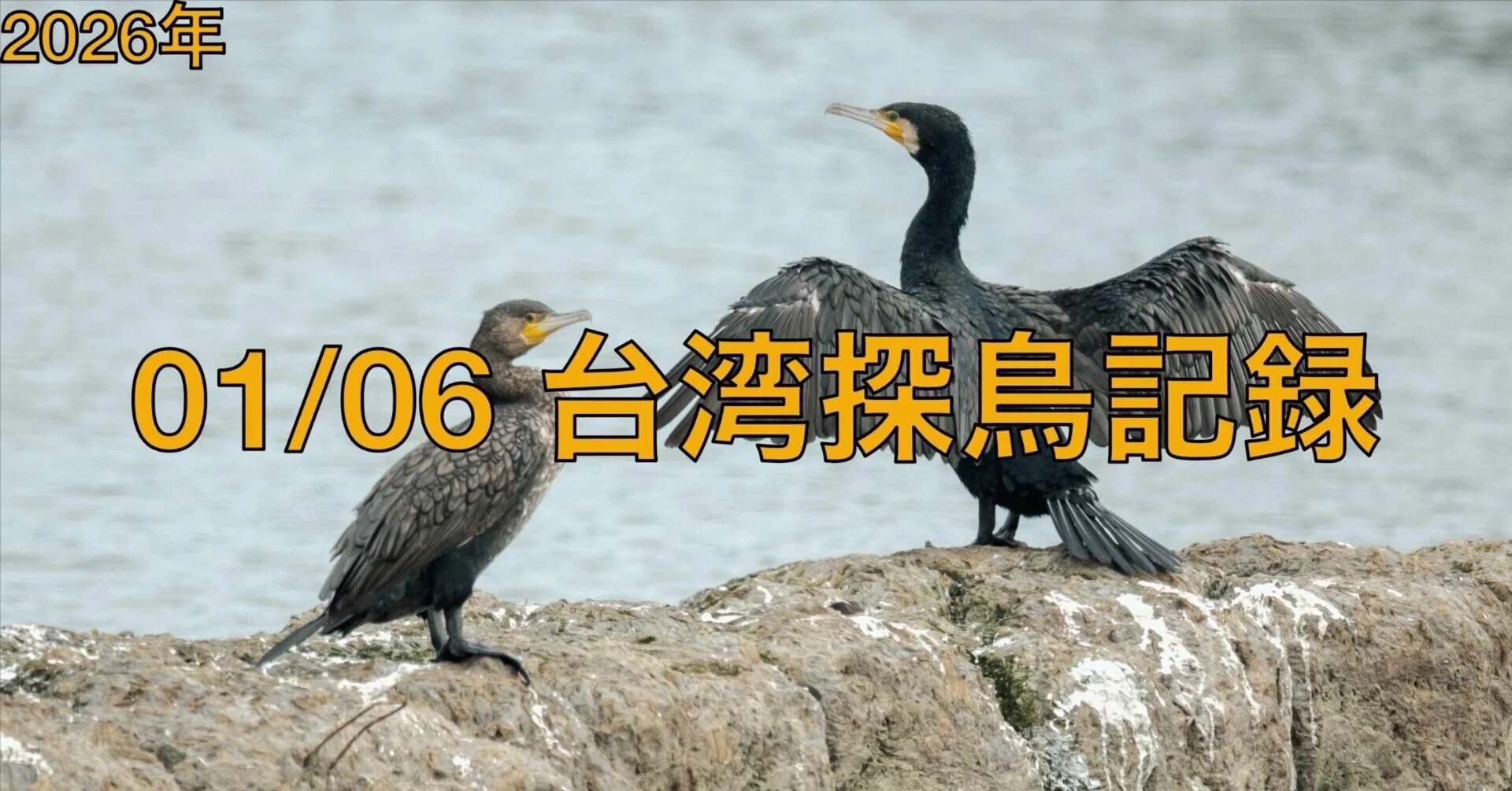 台湾野鳥観察記｜宜蘭で淡水のシギ・ガンカモを巡る探鳥(26/01/06