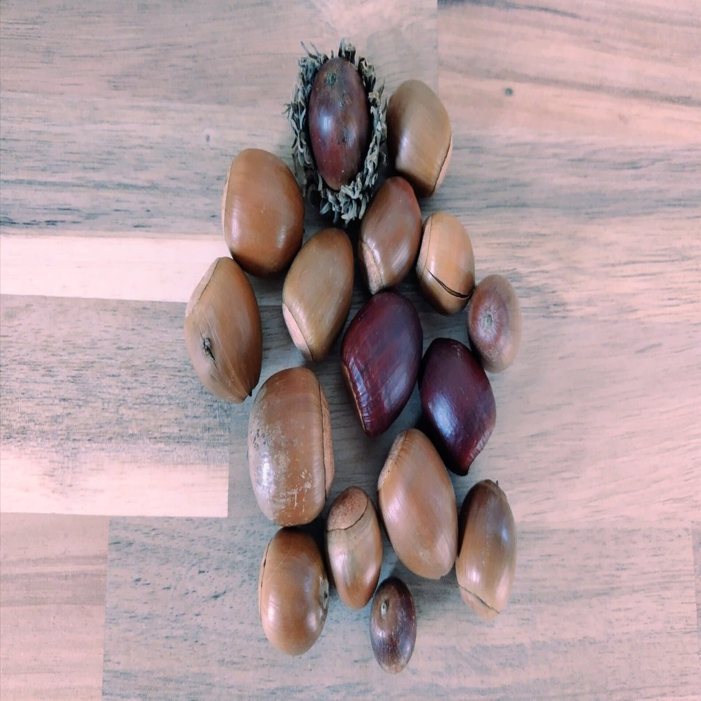 私はどんぐり｜マキエ