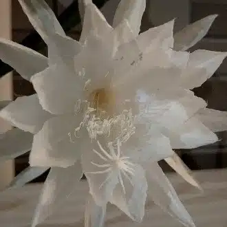 まおまお