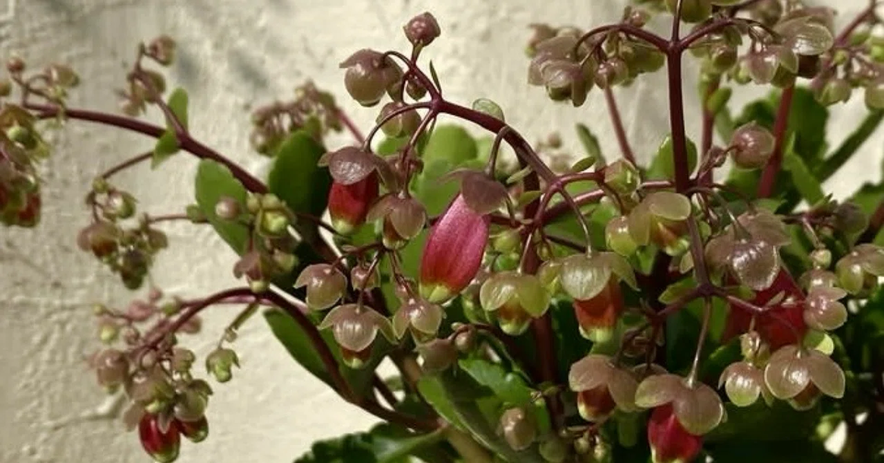 Kalanchoe, which you can only meet in winter｜らな/Lale plants