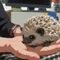 だい