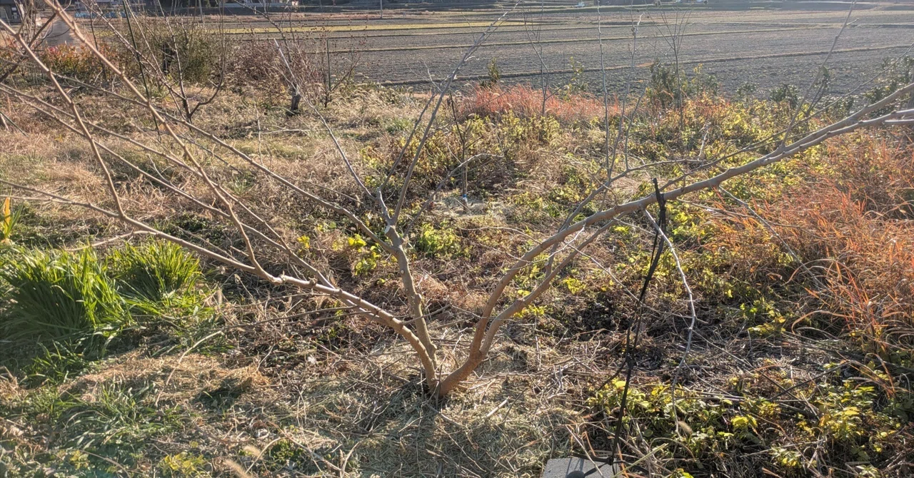 香川県さぬき市でのマルベリー(クワ)栽培|のんびり農園