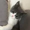 to_tsuki
