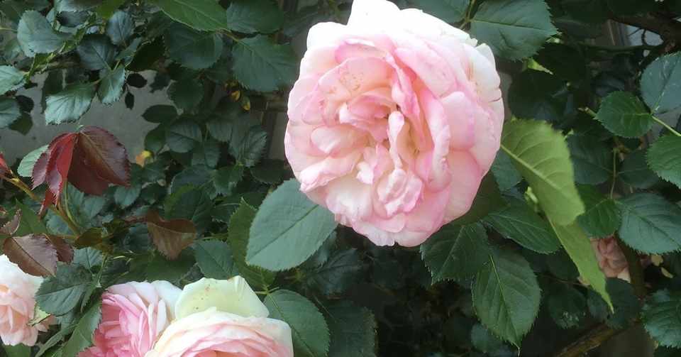 名言との対話 4月30日 大佛次郎 僕は他の人間のように固まってしまってはいない 久恒 啓一 Note