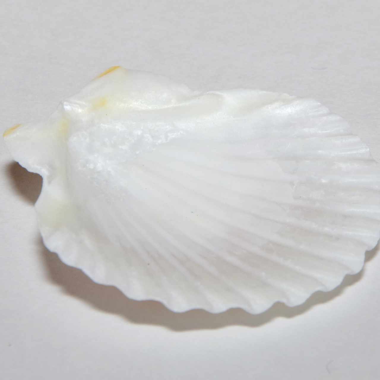 貝殻の歌 書籍化記念 星あかり Note