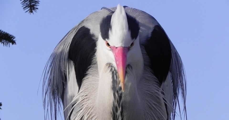 第978回 夜に怖い顔のゴイサギ 翆野 大地 Note 第978回 夜に怖い顔のゴイサギ 翆野 大地 Note