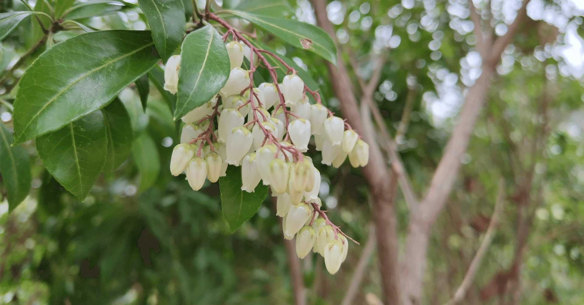 馬酔木の迷い｜Tailwind