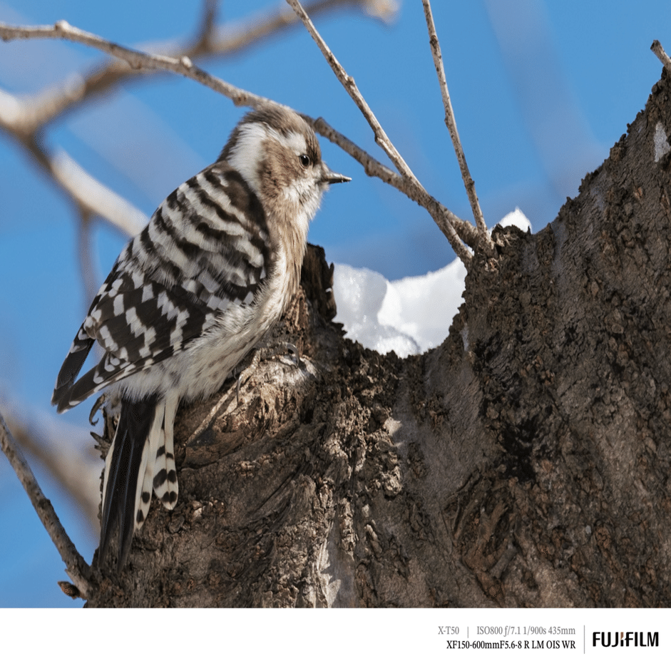 探鳥散歩_2026_01上旬｜FUJIFILM X-T50 & XF150-600mm｜cap