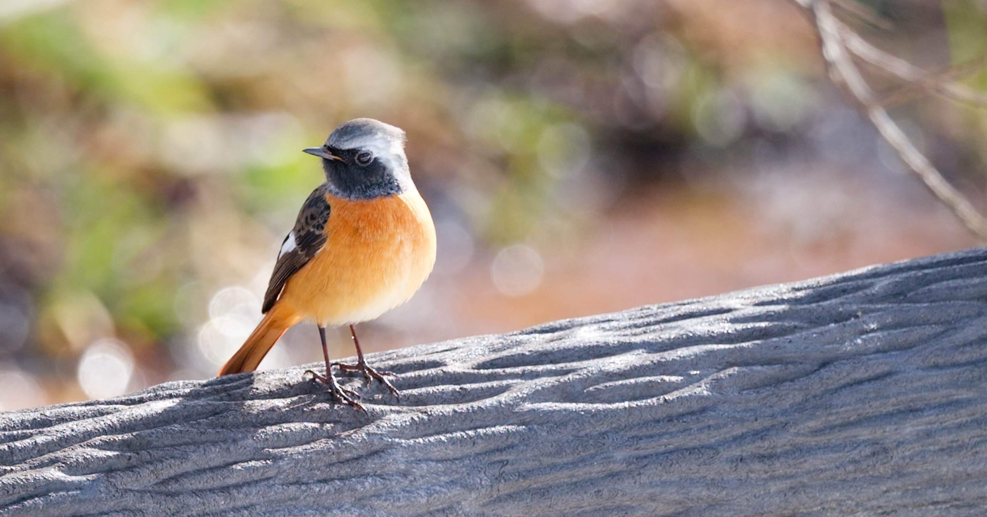newsレコード　鳥　ソフビ 探鳥散歩_2026_01上旬｜FUJIFILM X-T50 & XF150-600mm｜cap