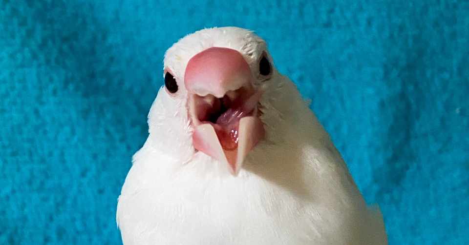 甘えん坊な文鳥 ブルーストーン Note