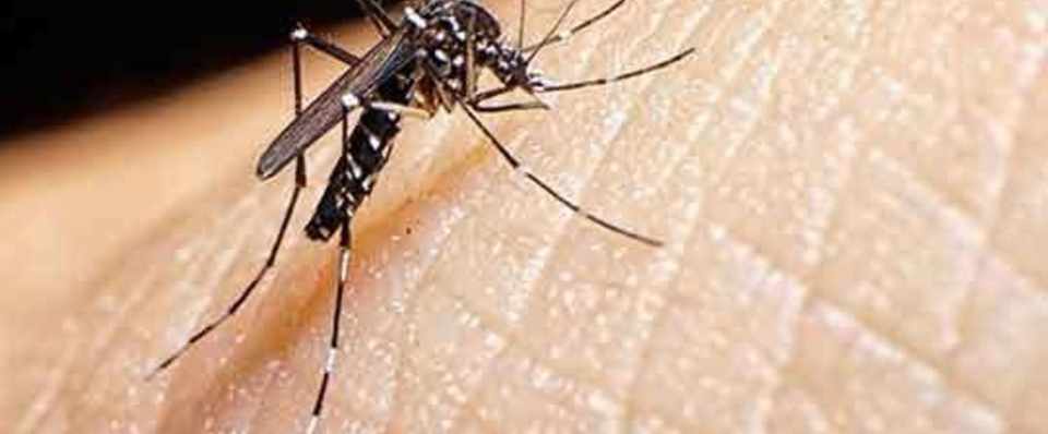 ジカ熱に関するq A 佐藤 嵐士 Note