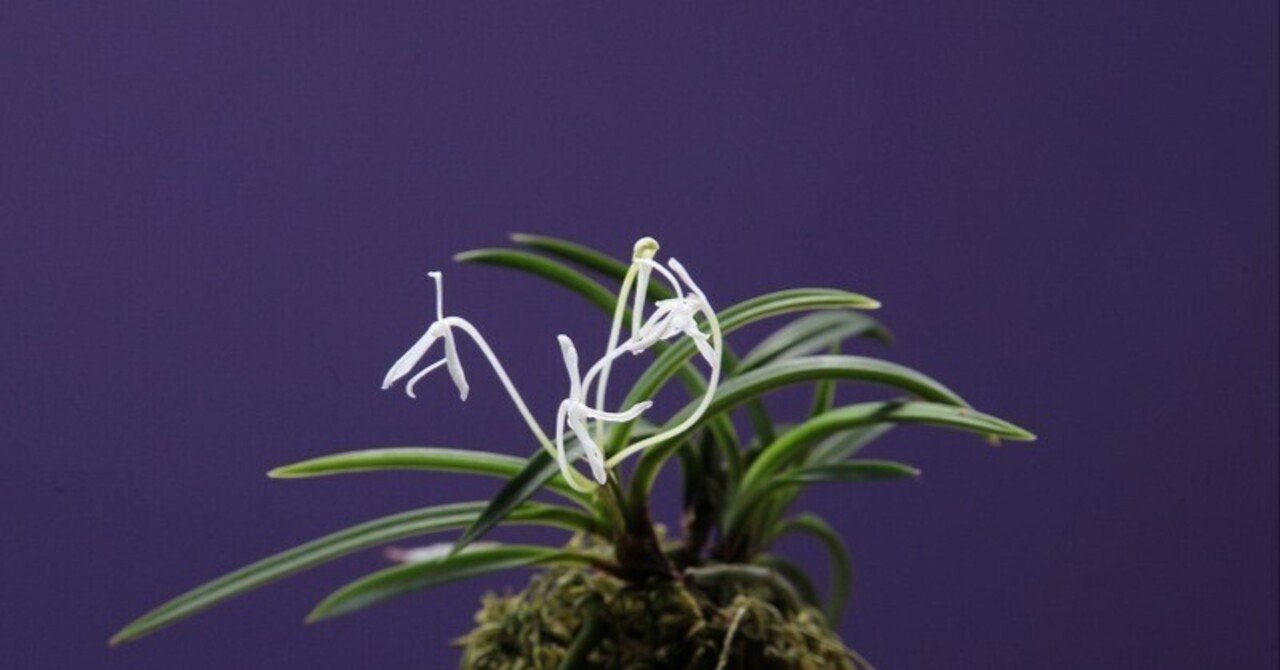 富貴蘭「紀州甲龍」の花（過去の画像倉庫から）｜KJ Morison