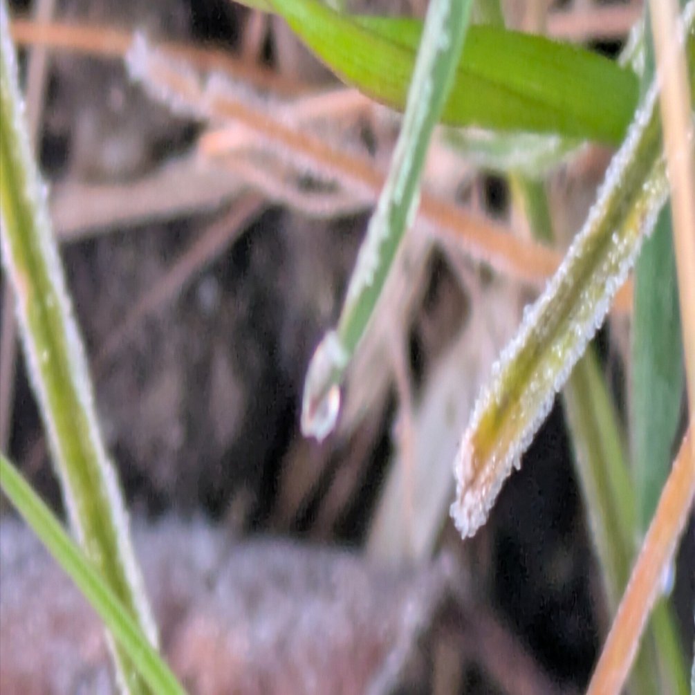 今朝の水滴｜ichiro70