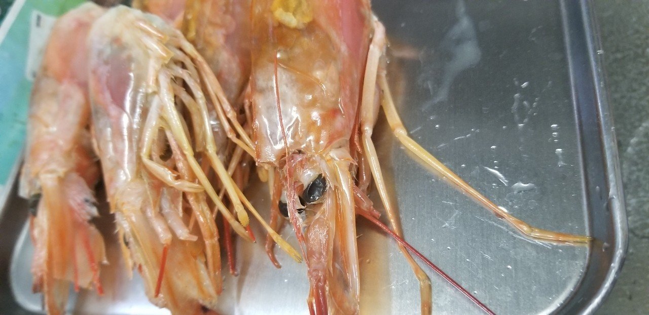 一部有料 プリっプリのエビの刺身を作ろう 魚っくん Manabu Note 一部有料 プリっプリのエビの刺身を作ろう 魚っくん Manabu Note