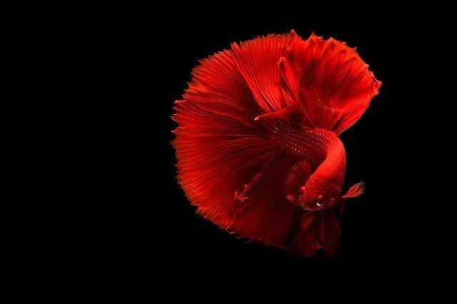 あつ森から学ぶ生物の話 ベタさんよぉ 闘魚って言ったって何もそこまでやらなくても良いんじゃないの 緑木リョク Note あつ森から学ぶ生物の話 ベタさんよぉ 闘魚って言ったって何もそこまでやらなくても良いんじゃないの 緑木リョク Note
