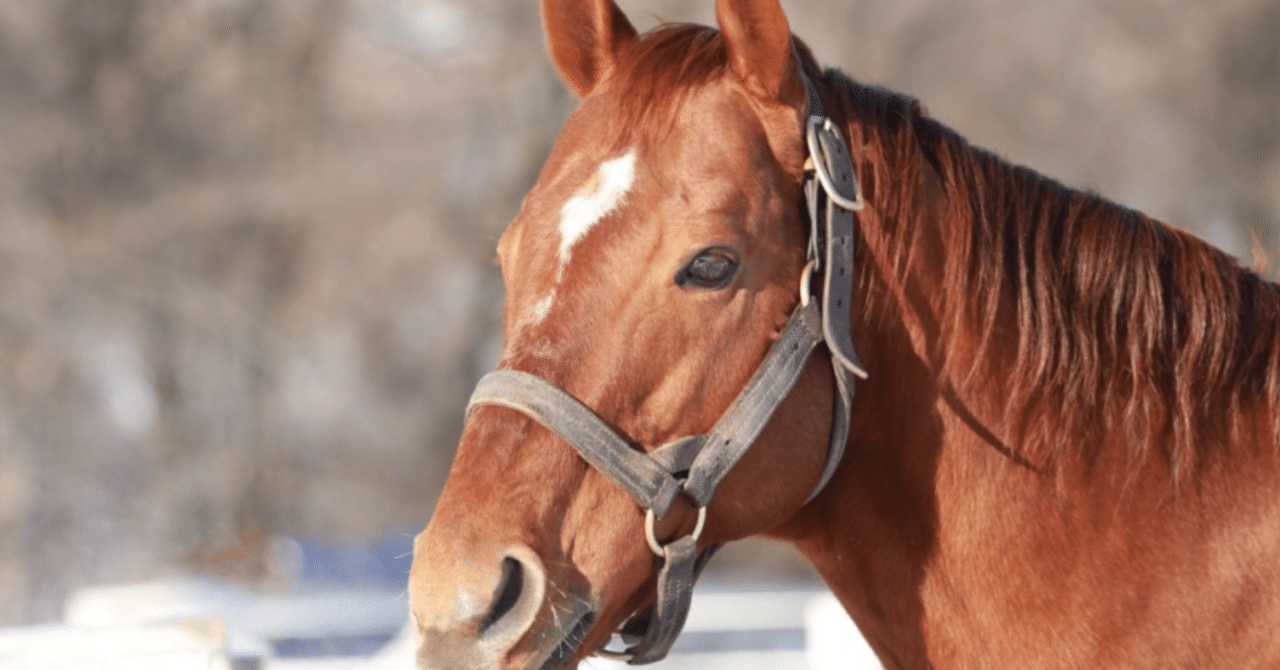 芦毛の怪物オグリキャップ｜かず