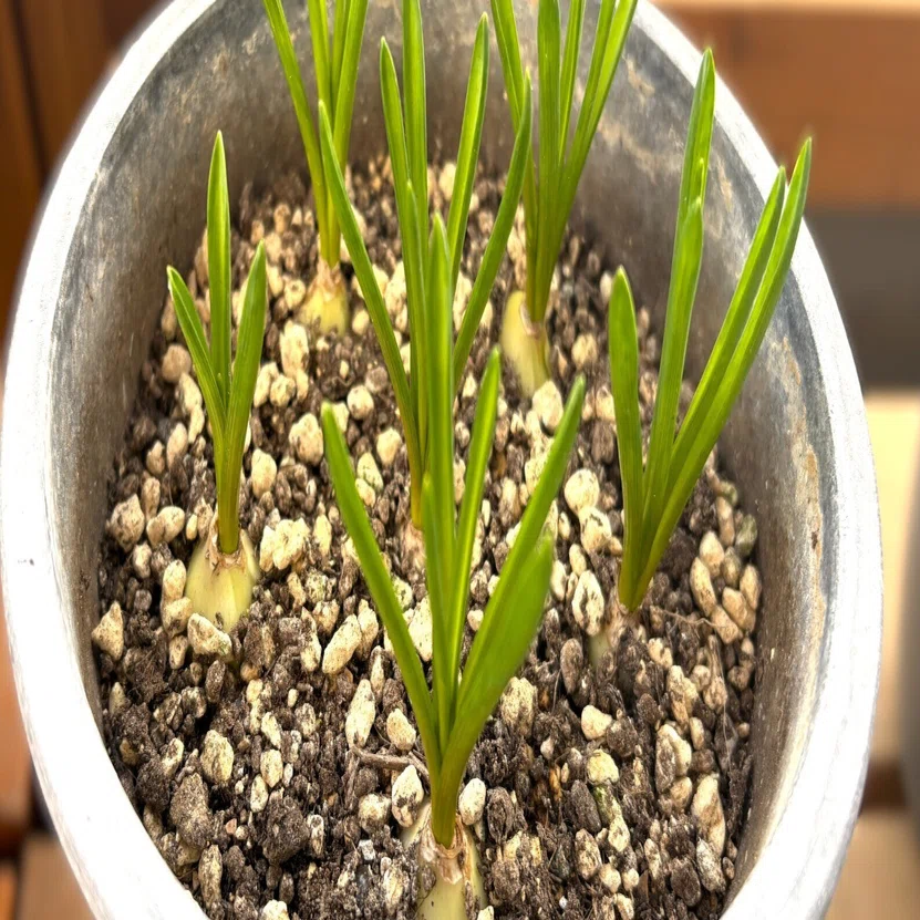 球根いろいろ｜緑の頭がぞくぞくと出現🌱🌱｜ラムネ