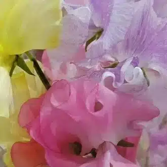 ころん🩵