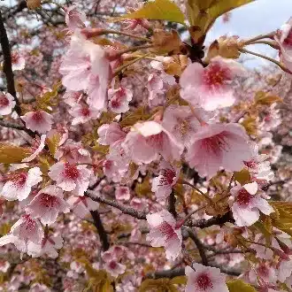 地方移住おばさん