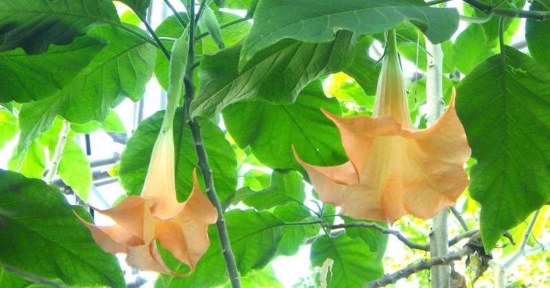 本日のスタッフのおすすめ