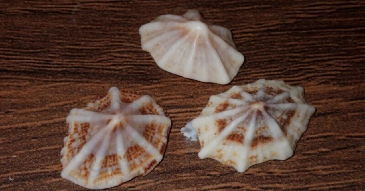 拾いに行くならこんな貝殻㉞オカミミガイ,アラレタマキビ,コウダカ