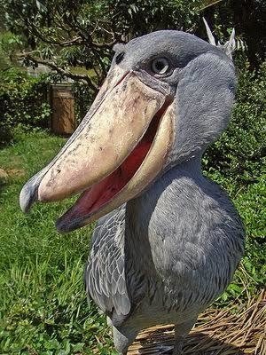 ハシビロコウ 鳴き声 ハシビロコウ 鳴き声