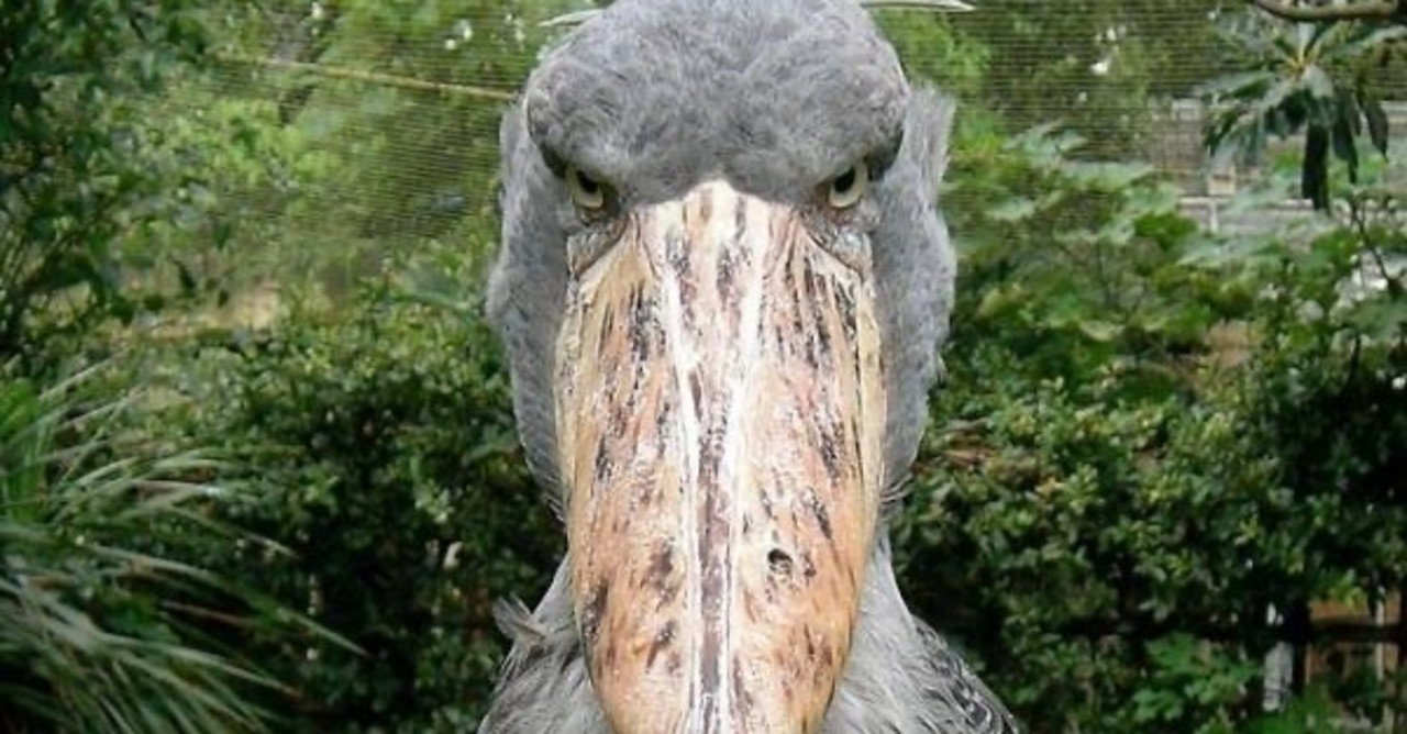 第978回 夜に怖い顔のゴイサギ 翆野 大地 Note