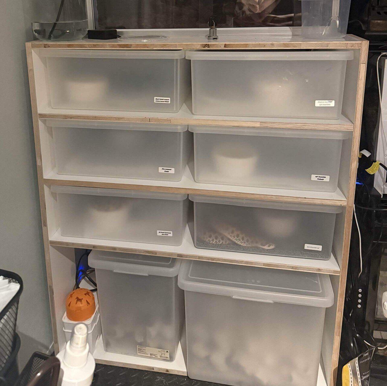 🐍スネークラック飼育のメリットと作り方｜爬虫類と1R生活