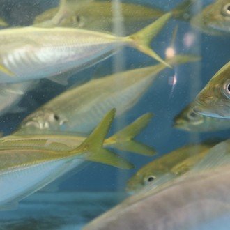 ｵｼﾄーﾙのフォロー一覧 Note ノート