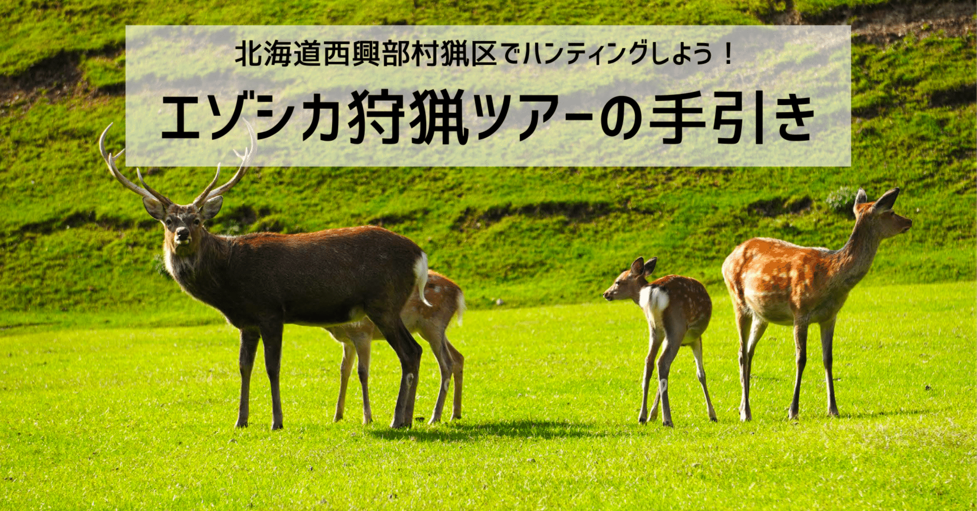 北海道西興部村猟区でハンティングしよう！エゾシカ狩猟ツアーの手引き