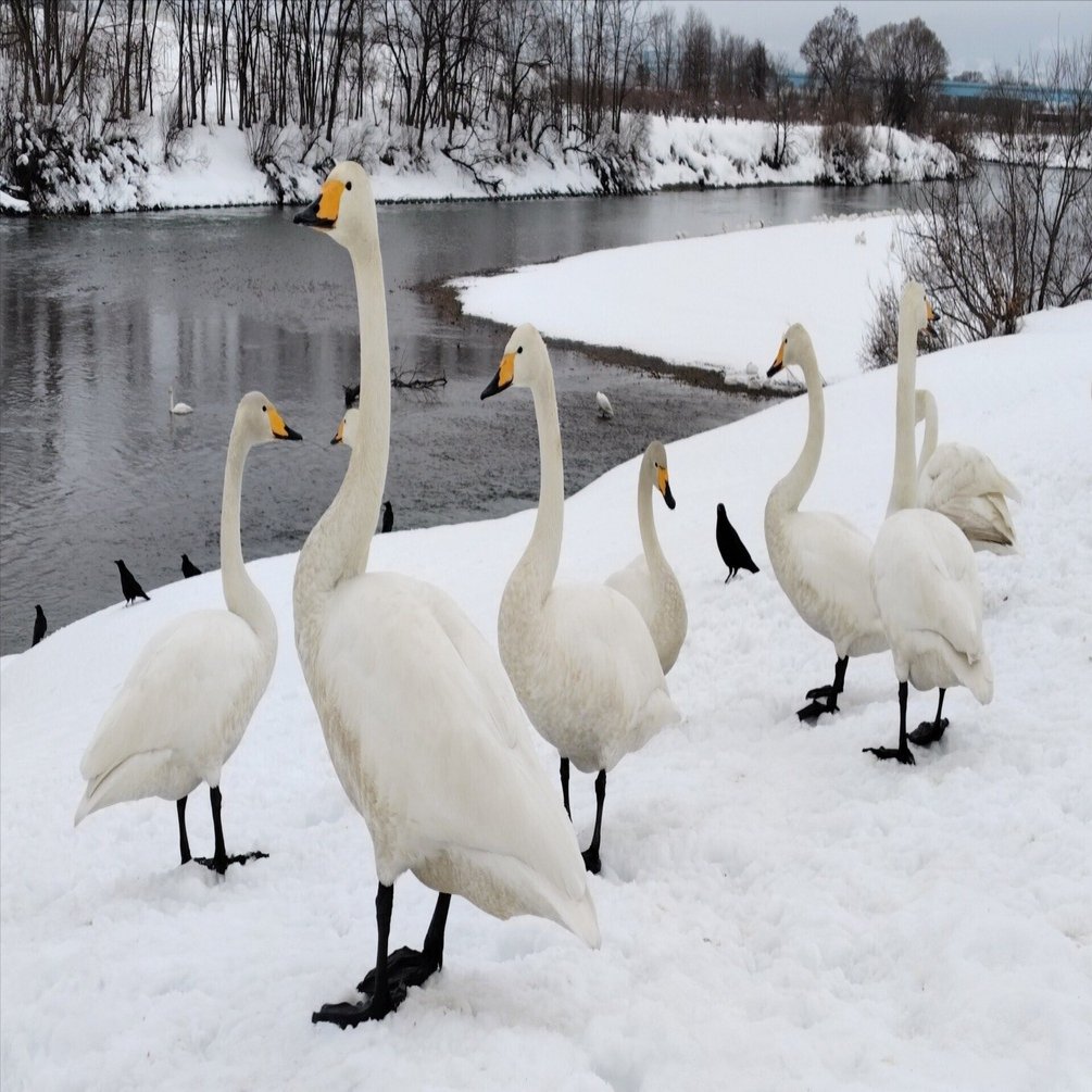 観光】雪に紛れる白い鳥、藤崎町『白鳥ふれあい広場』｜雪田里美┃星野