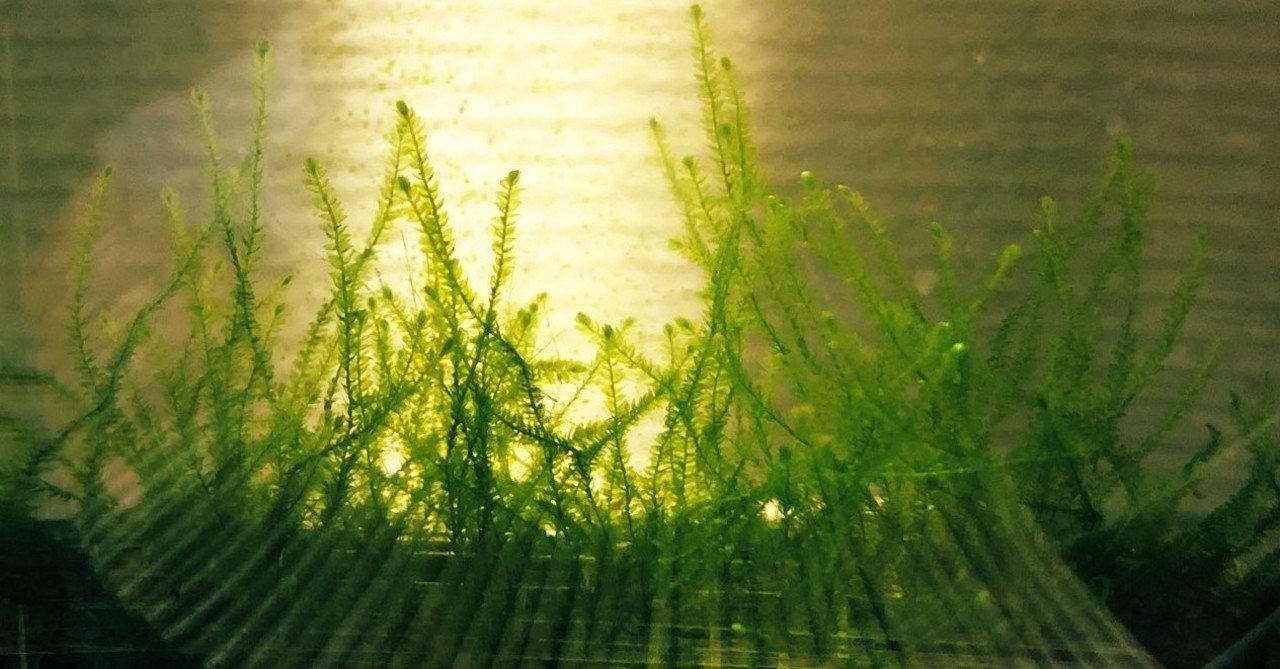 モスマットの作り方 ヲロヌヨ倶楽部 Note モスマットの作り方 ヲロヌヨ倶楽部 Note