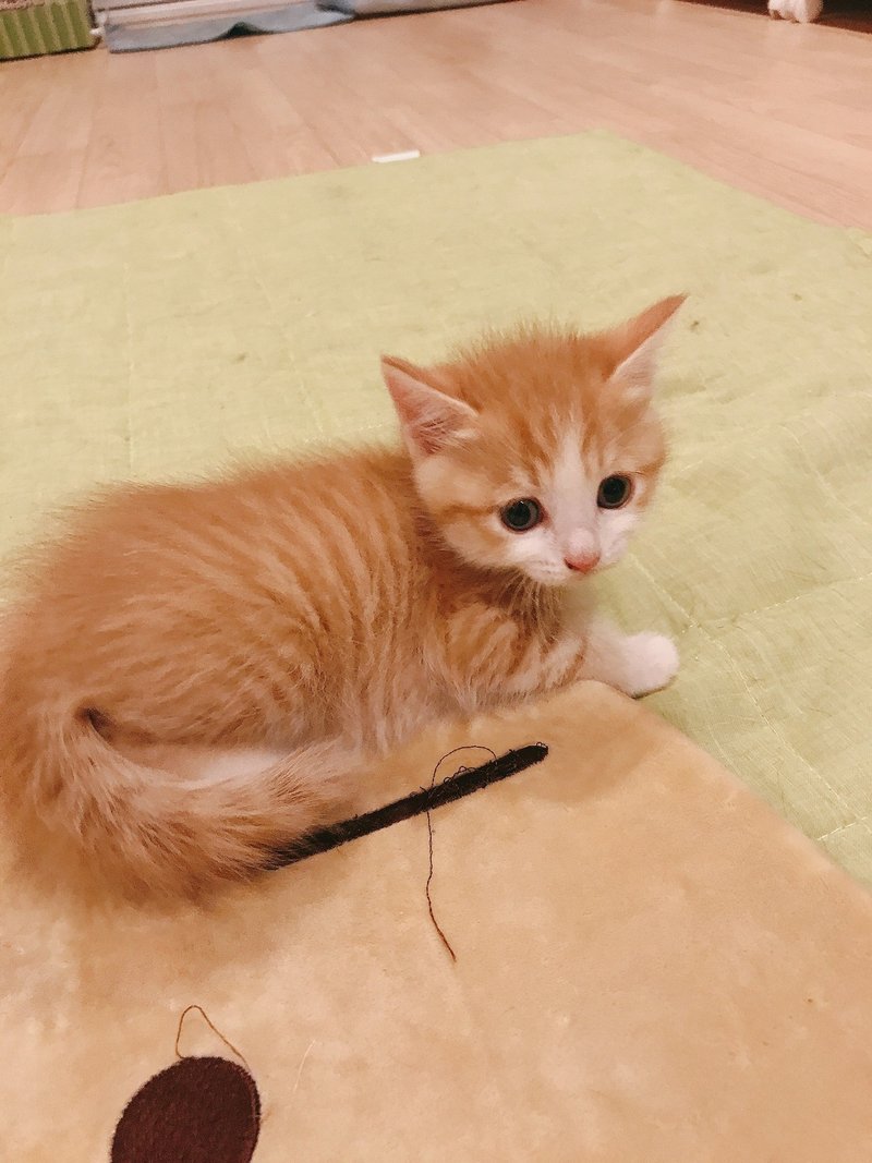 子猫をなめてはいけない 保護猫シェルターqueue Note