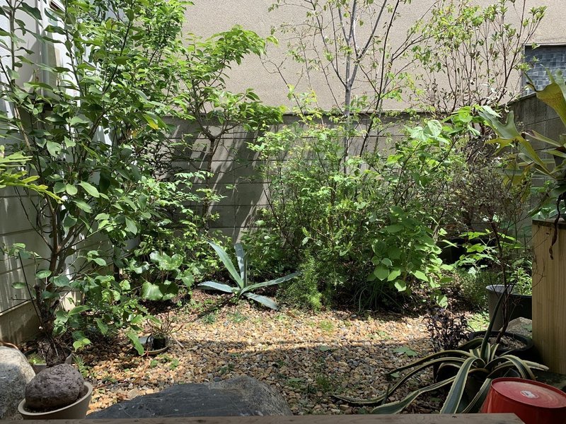 春の花 平屋私庭日記 ４１ ライツ社