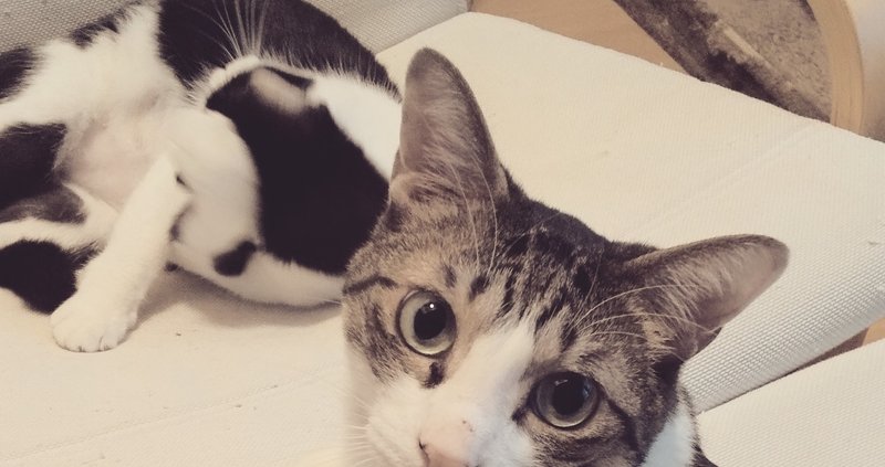 猫の名前は海と空 さくらだ Note