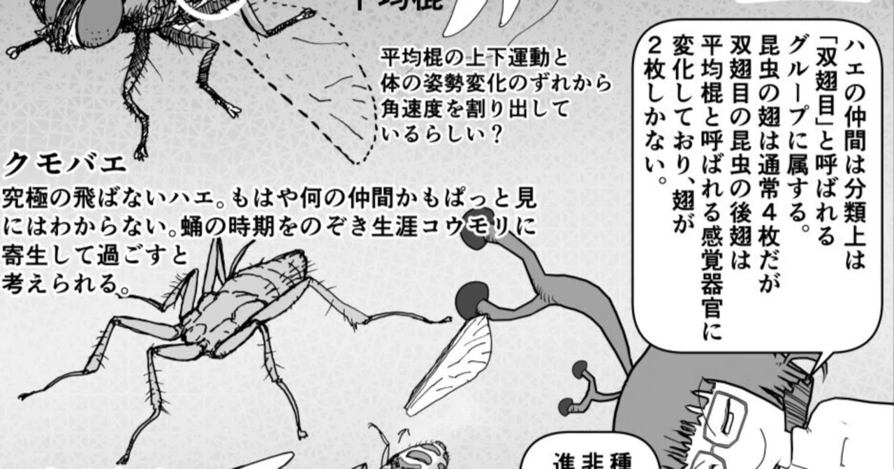 クック先生の動物講座 1p解説「奇妙なハエ」｜横山雅司/YOKOYAMA 3DCG Art Works