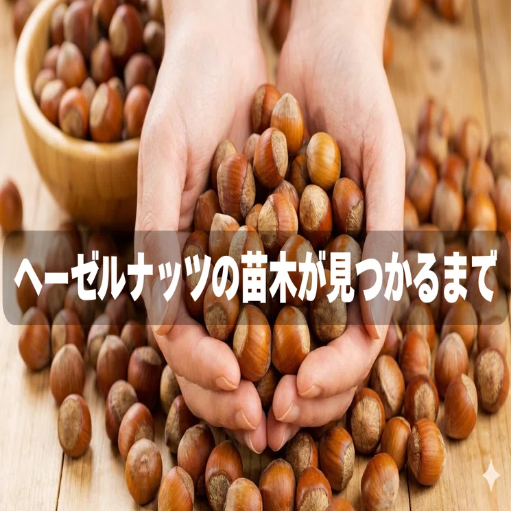【オーダー用】ヘーゼルナッツ　穂木 無農薬】ヘーゼルナッツ 穂木挿し木用☆15本以上 送料込みの通販 by