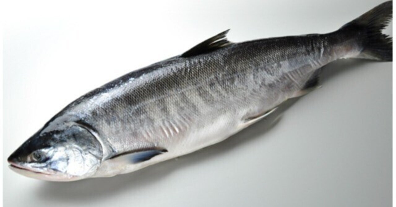 食】時鮭を食べた話。｜加藤英宝