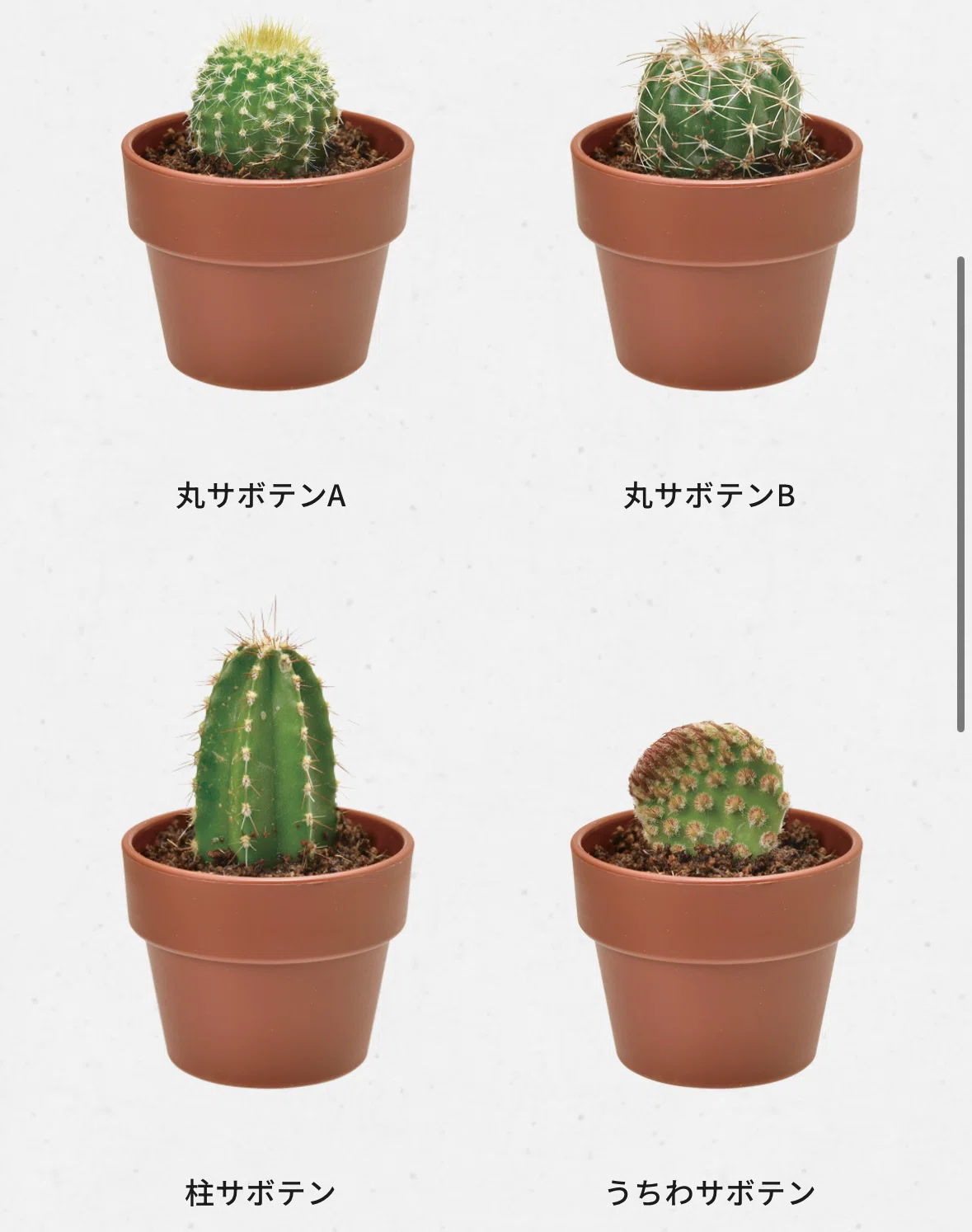 カプセルサボテン🌵栽培｜日記｜あみり