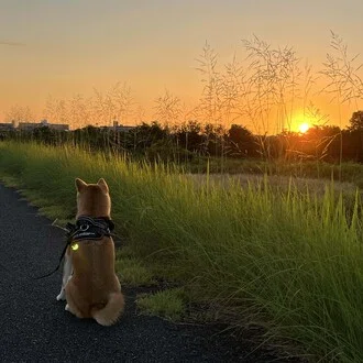 りんりん