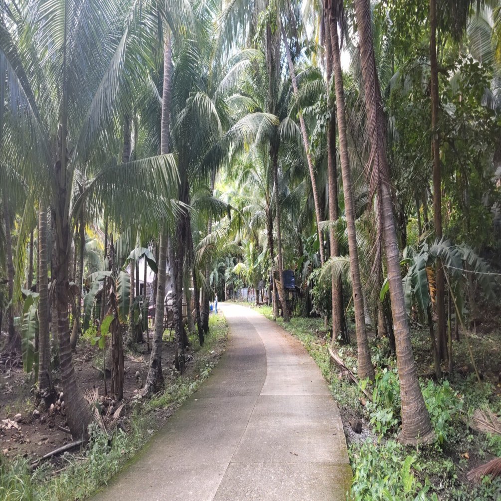 ヤシの木を語る1（日本原産のヤシの木たち）｜サイクロン