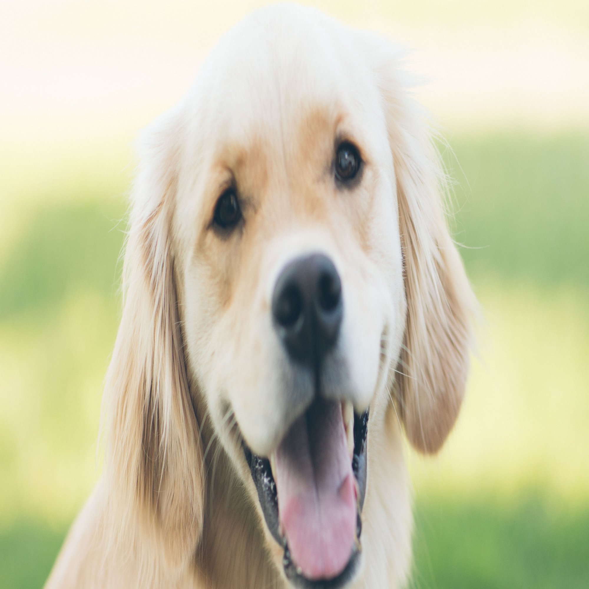 動物看護師へ転職 未経験での面接対応のコツは ぺット職業マニア Note