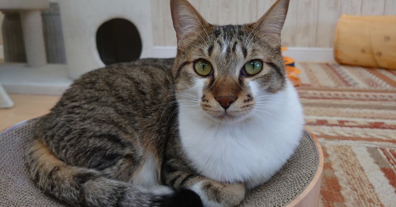 鎌倉店 大きな赤ちゃんトゥナ おうちでにゃんくる 譲渡型猫カフェにゃんくる Note 鎌倉店 大きな赤ちゃんトゥナ おうちでにゃんくる 譲渡型猫カフェにゃんくる Note