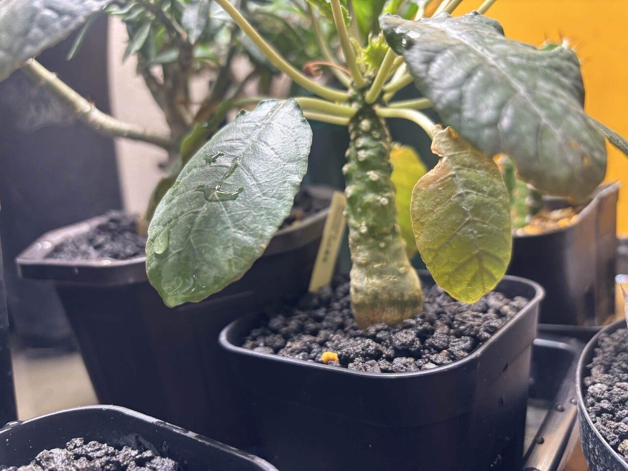 カインズホームで買えるレアな塊根植物まとめ【☆〜】｜植物副業